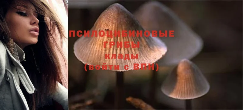 Псилоцибиновые грибы Psilocybe  Камень-на-Оби 